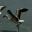 The last flamingo in the line for pink paint...
