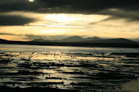 The birds fly in to feed on the organisms breeding in the cocktail of minerals at dawn.