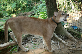 Roy, one of the most demanding cats in the park. Get too close, he'll claw you. Too far, his leash will hold him back, so he'll turn around and claw you.