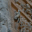 We think this is a chipmunk, oddly they sound like a bird when they call to each other (for about half an hour!)