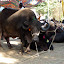 Some of the bulls are scarily gigantic.