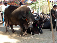 Some of the bulls are scarily gigantic.