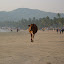The first time a sacred cow casts a shadow over your sun lotioned body it is a bit of a shock.