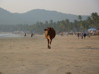 The first time a sacred cow casts a shadow over your sun lotioned body it is a bit of a shock.