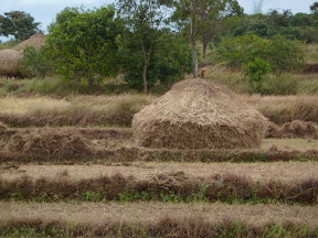 How the Indians pile their hay in an attempt to confuse you into thinking it is a living space.
