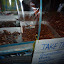 The famous bugs and insects street seller...