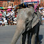 It is believed that elephants have over forty thousand muscles in their trunk, enabling them to pick a blade of grass or rip the branches from a tree.