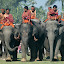 There were around 280 elephants in the field at this point...
