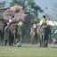 Allegedly intense rivalry exists when it comes to elephant soccer, and the pachyderms did genuinely seem to be enjoying it.