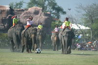 Allegedly intense rivalry exists when it comes to elephant soccer, and the pachyderms did genuinely seem to be enjoying it.