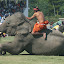 The mammals are huge, weighing up to 5,400Kg (about five Minis).