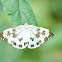 Day flying moth