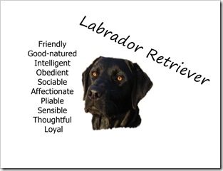lab