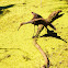 Limpkin & Alligator standoff