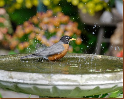 Birdbath Robin
