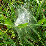 © Sarah Pitt: Spiderlings in Folly Farm Flower Meadows &ndash; 15-Jun-2010