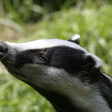© Darin Smith. Badger