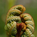 © John Waters: Unfurling frond of bracken, Pteridium aquilinum, hedgerow, Somerset, UK