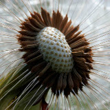 © John Waters: Close up of seed head or 'clock' of dandelion, Somerset, England, UK &ndash; 09-May-2006