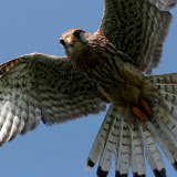 © John Waters:  Kestrel, sub-adult (captive bird) hovering, Somerset, UK &ndash; 29-Apr-2006
