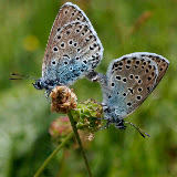© John Waters: Large Blue Butterflies Mating, UK &ndash; 22-Jun-2006