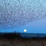 © John Waters: Starling Roosting Flock, Sturnus vulgaris, Dusk, Full Moon, Westhay Nature Reserve, Somerset Levels, UK &ndash; 14-Jan-2006