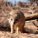 © John Waters: Yellow Mongoose, sub-adult, alert, foraging, Kalahari, Northern Cape, South Africa, 2007