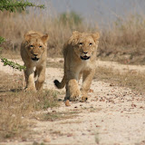 © Karen Partridge: Lion Cubs, Zimbabwe. Captive bred as part of a rehabilitation and release programme. &ndash; 16-Oct-2009