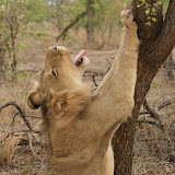 © Karen Partridge: Young Male Lion Stretching, Zambia. Captive bred as part of a rehabilitation and release programme. &ndash; 29-Oct-2009