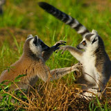 © Robin Smith: Lemurs, Madagascar