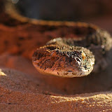 © Robin Smith: Puff Adder, Kalahari