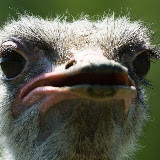 © Steve Nicholls: Ostrich &ndash; 24-May-2009