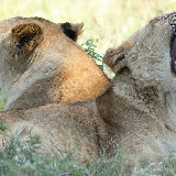 © Karen Partridge: Sibling Lions Relaxing. Captive bred as part of a rehabilitation and release programme.