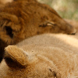 © Karen Partridge: Sibling Lions Sleeping. Captive bred as part of a rehabilitation and release programme.