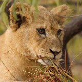 © Karen Partridge. Young Cub with Retrieved Grass Ball. Captive bred as part of a rehabilitation and release programme.