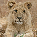 © Karen Partridge. Lion Cub Resting. Captive bred as part of a rehabilitation and release programme.