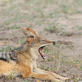 © Karen Partridge. Jackal, Chobe National Park, Botswana