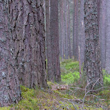 © Steve Nicholls: Caledonian Pine Forest, Abernethy Forest, Scotland &ndash; 28-Apr-2009