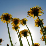 © John Waters: Low wide angle group of dandelion flowers, in meadow, Mendip Scarp, Somerset, UK &ndash; 01-May-2006