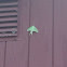 Luna moth