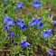 Lithodora