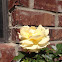 Yellow Rose