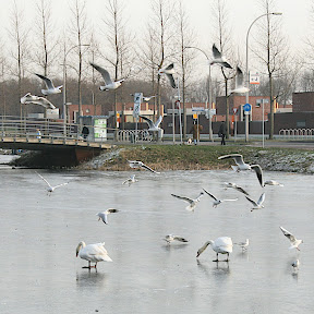 ypenburg on ice