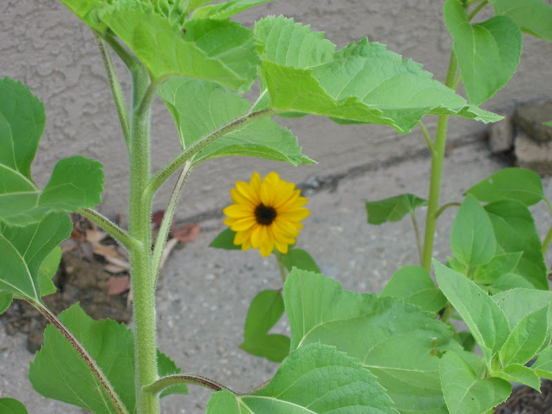 Our First Sunflower