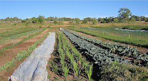 Lettuce under the row cover (to protect it from hungry deer!), gladioli in the middle, cabbage and broccoli on the right.