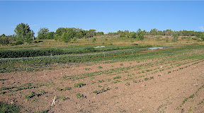 A later planting is weeded and beginning to grow.
