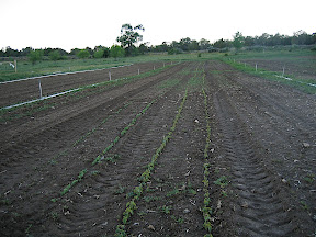 Bean and peas are up (other crops are hard to see in this picture)!