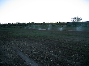 Water that winter squash (seed)