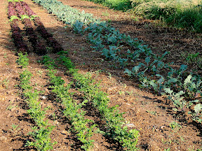 Parsley in the front of the bed, red (and green) lettuce behind. Kale in the bed to the right. Regular watering helps keep these heads from 'bolting' into bitter flower heads before we harvest them.