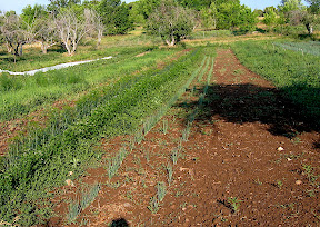 Scallions to the right (almost ready), and dill/cilantro to the left. i use these cilantro/dill plantings for harvest, then let them flower for the beneficial insects they attract.